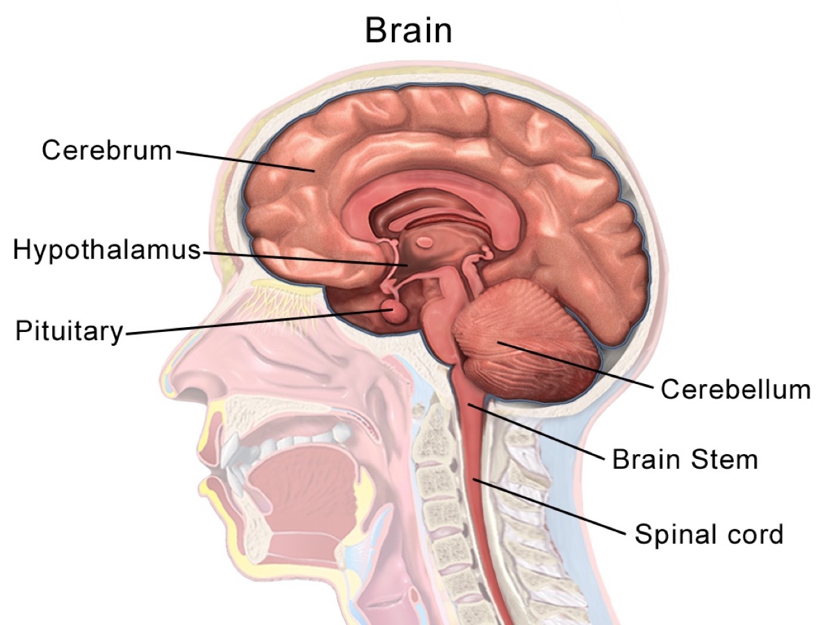 A sagittal cross-section illustration of the human brain; new Johns Hopkins research locates a built-in attention filter in the brainstem (lower center), an evolutionarily ancient region the brain uses to ignore distractions.