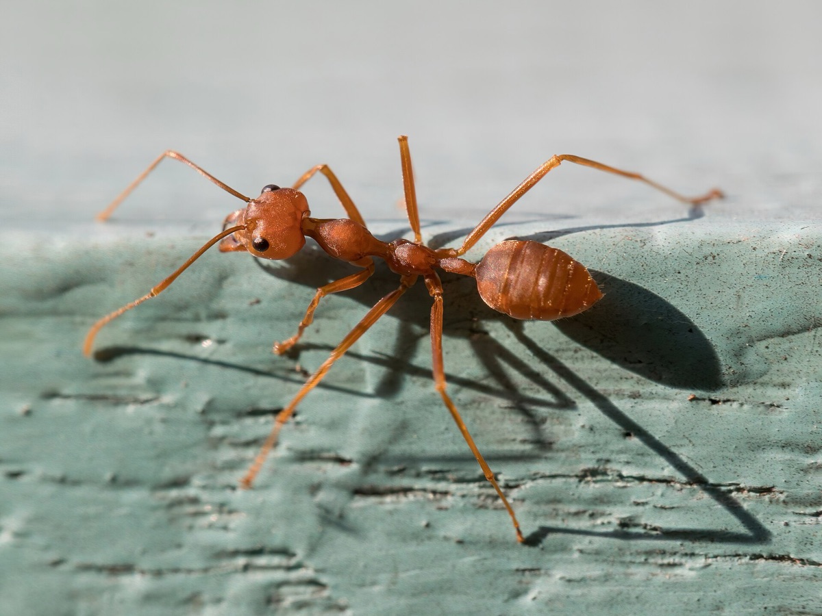 A close-up macro photograph of a green tree ant (Oecophylla smaragdina), the sole prey of the newly discovered Australian ballista spider