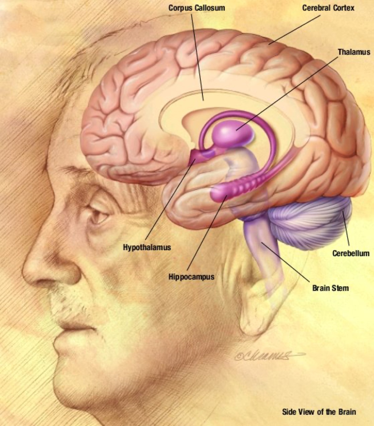 An anatomical drawing of the human brain from the U.S. National Institute on Aging, illustrating a 2026 study showing brain health can improve at any age