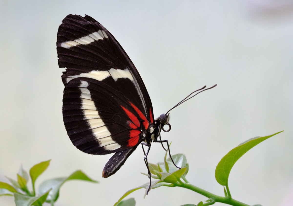 A Heliconius hewitsoni (Hewitson's longwing) butterfly, the longest-lived species in a 2026 Nature Communications study showing some tropical butterflies evolved to live up to 25 times longer than their relatives while barely aging