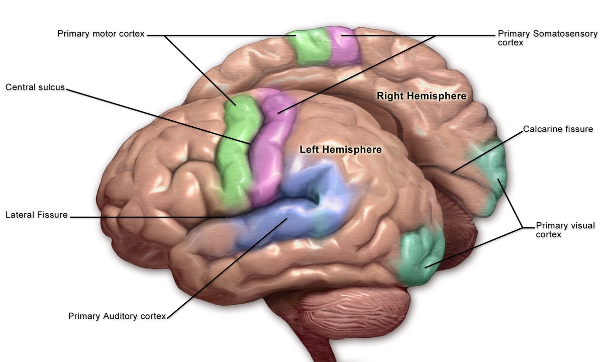Illustration of the human brain's sensory and motor cortices - the somatosensory cortex and motor cortex on either side of the central sulcus - the regions at the center of a 2026 study on where the brain stores newly learned speech
