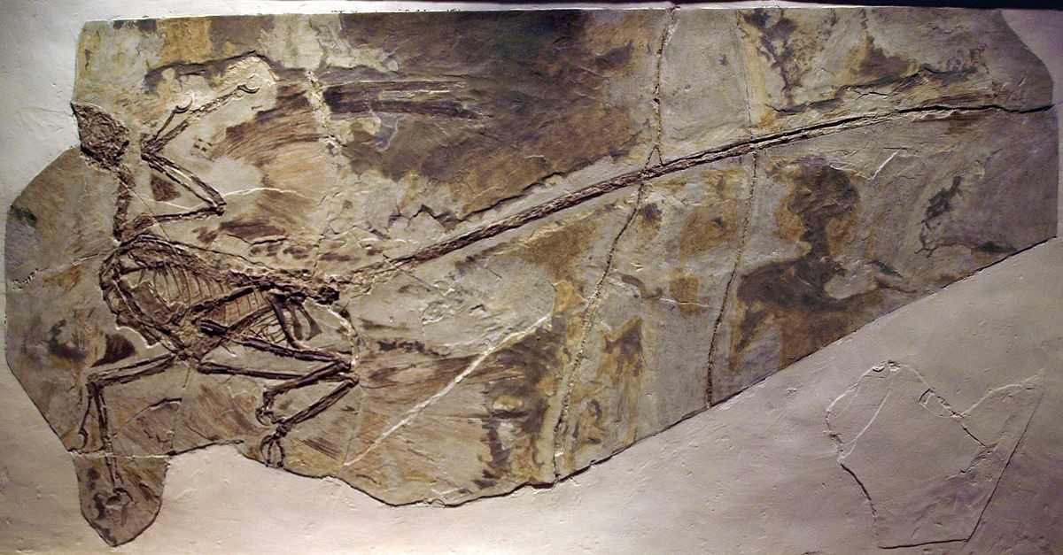 Mounted skeleton of Microraptor gui, a four-winged feathered dinosaur and close relative of the newly described Jian changmaensis, on display at the Paleozoological Museum of China