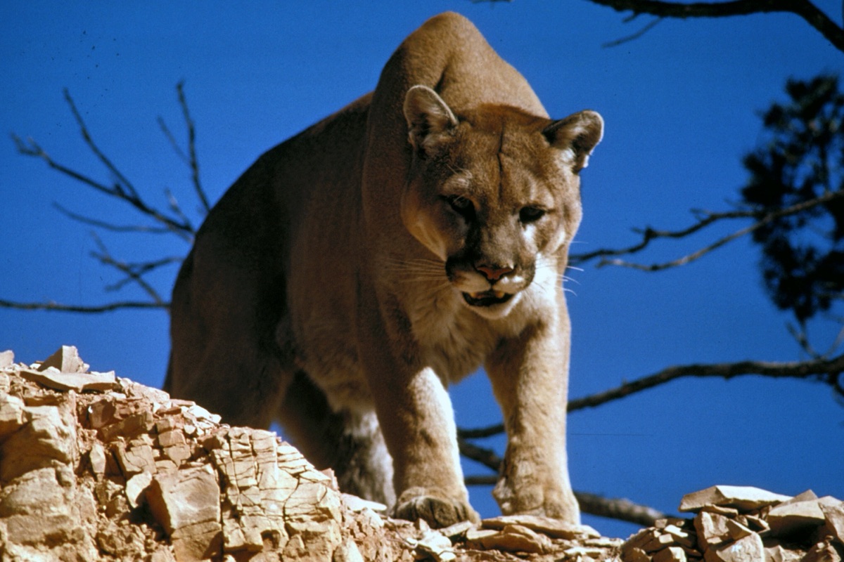 A wild mountain lion (Puma concolor), the apex predator whose return reshaped Stanford's Jasper Ridge preserve - representative National Park Service photo