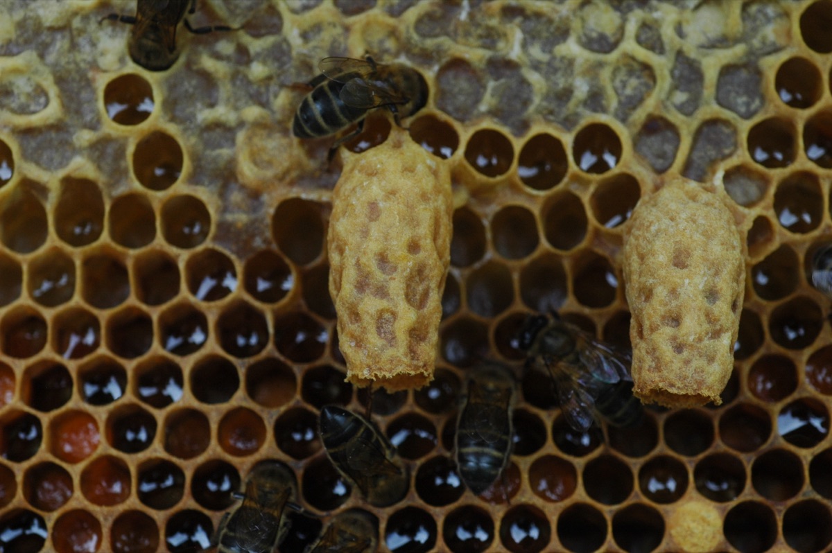 Several peanut-shaped honeybee queen cells hanging from a wax comb, the specialized nurseries in which a colony raises a new queen